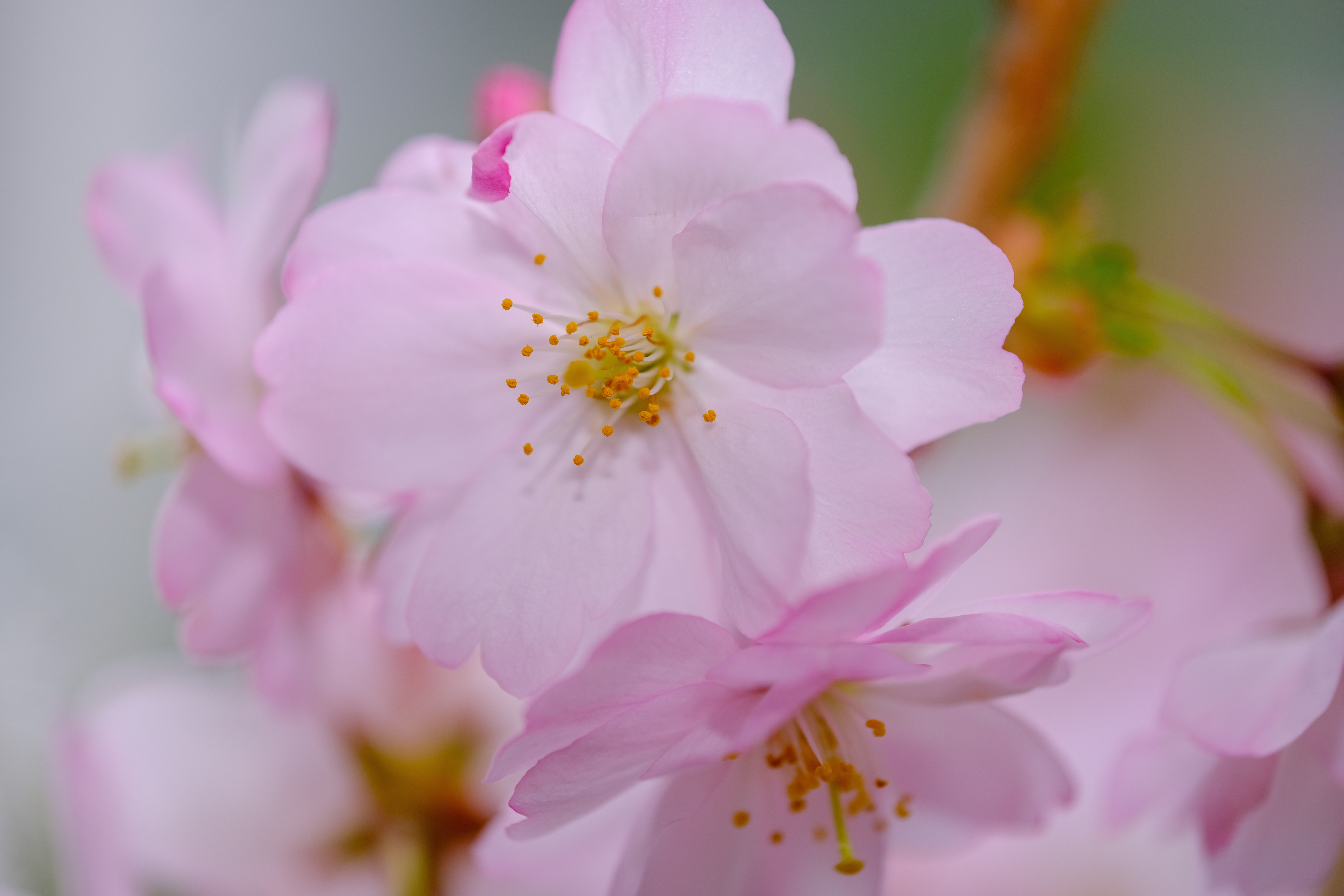 cherry-blossom-7144416.jpg